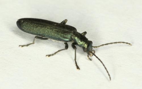 Ischnomera sp.